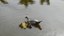 Patos do Campus (7).JPG