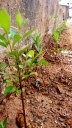 Mudas de azaleia plantadas no campus