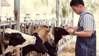 Profissional com roupas de proteção faz anotações e observa gado.