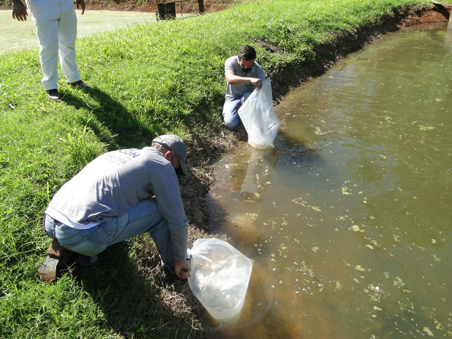 Peixamento-IFMG8.JPG