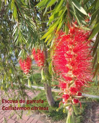 Escova de garrafa - Callistemon citrinus.jpg