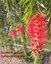 Escova de garrafa - Callistemon citrinus.jpg