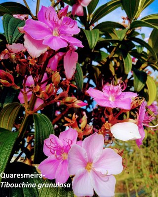 Quaresmeira-Tibouchina granulosa.jpg